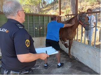 La Policia de la Generalitat localitza a Gandia un estable il·legal amb cinc cavalls que es trobaven en males condicions higièniques i sense ...